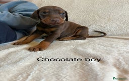 Dobermann dogs for sale: Beautiful European KC reg Doberman Puppies - Image 13