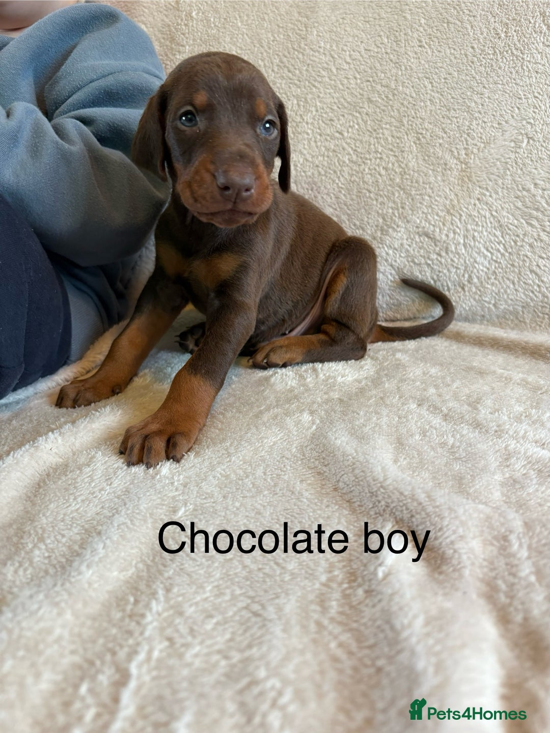 Dobermann dogs for sale: Beautiful European KC reg Doberman Puppies - Image 13
