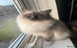 Ragdoll cats for sale: 7 Ragdoll kittens  - Image 10