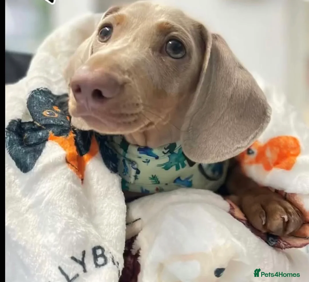 Miniature Dachshund dogs for stud: Isabella Blue Dachshund  - Advert 2