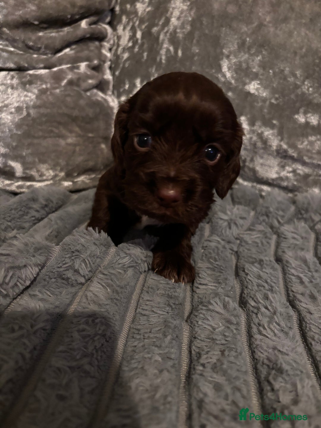 Cocker Spaniel dogs for sale: 8 beautiful cocker Spaniel puppies  - Advert 8