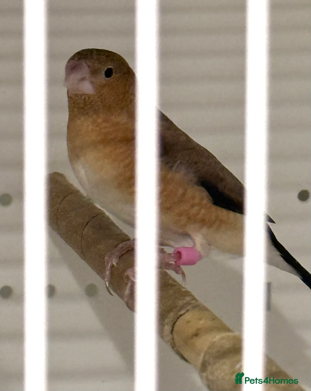 Finches birds for sale: Bonded Bangelese finches for sale   - Advert 7