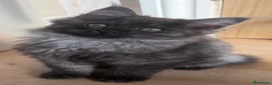 Ragcoon 3