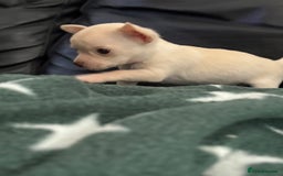 Chihuahua dogs for sale: Kc registered white chihuahua boy. - Image 8