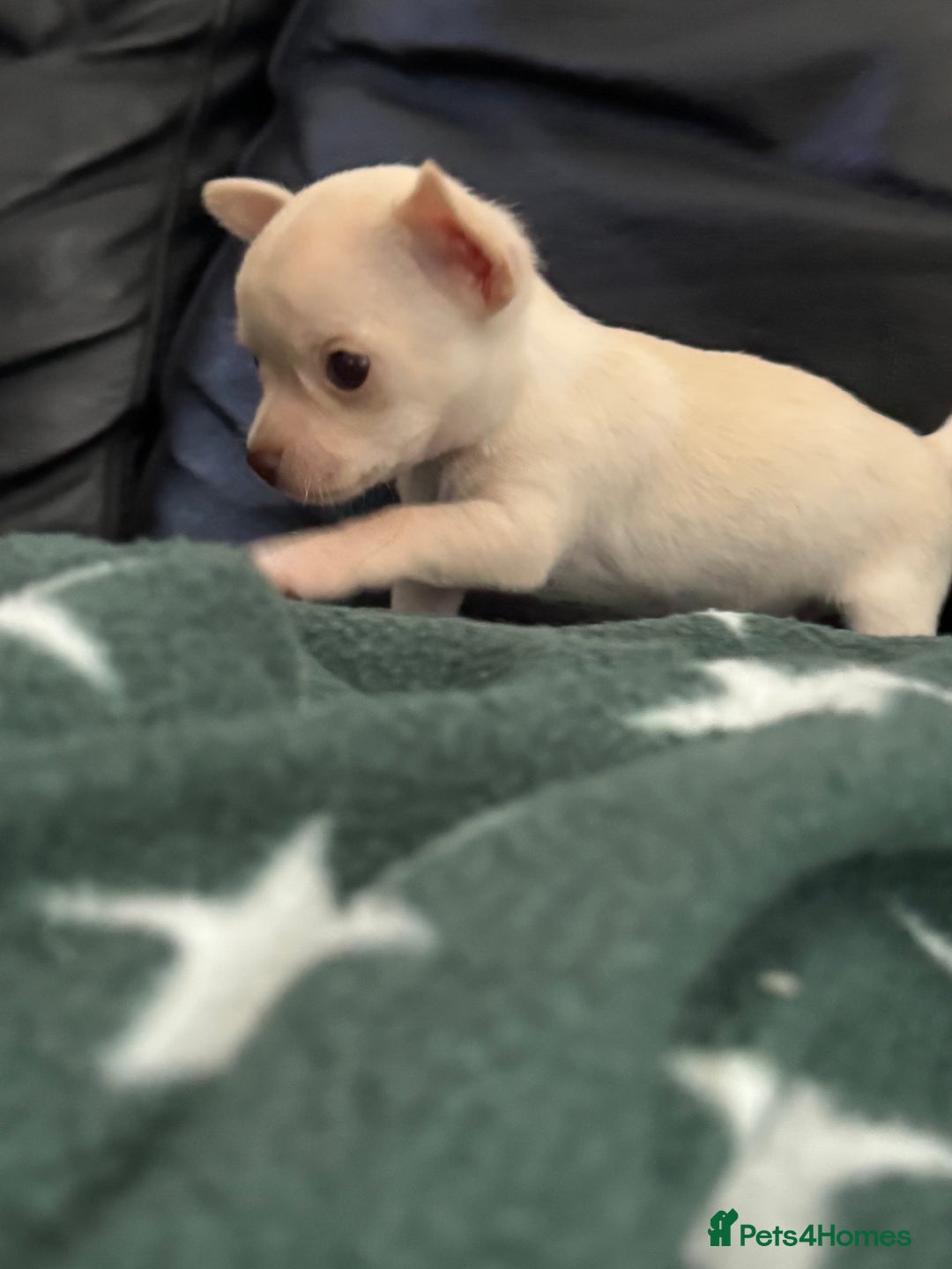 Chihuahua dogs for sale: Kc registered white chihuahua boy. - Image 8