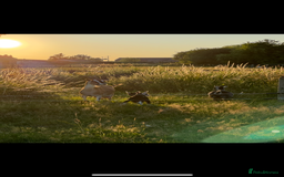 Goats livestock for sale: Nanny goat  - Image 2