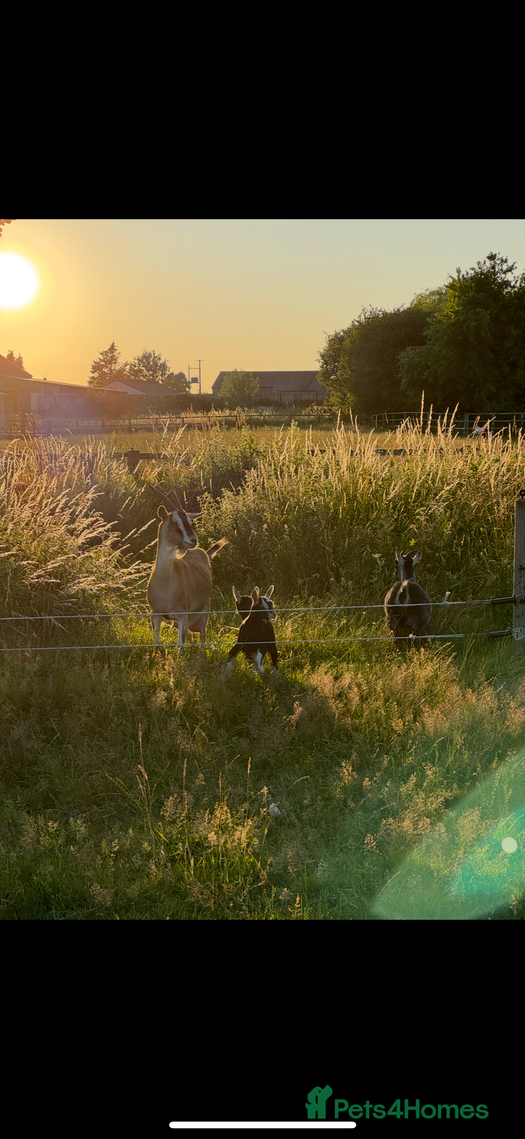 Goats livestock for sale: Nanny goat  - Image 2