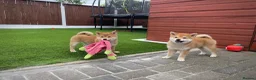 Japanese Shiba Inu dogs for sale: KC registered Japanese Shiba Inu puppies - Advert 1