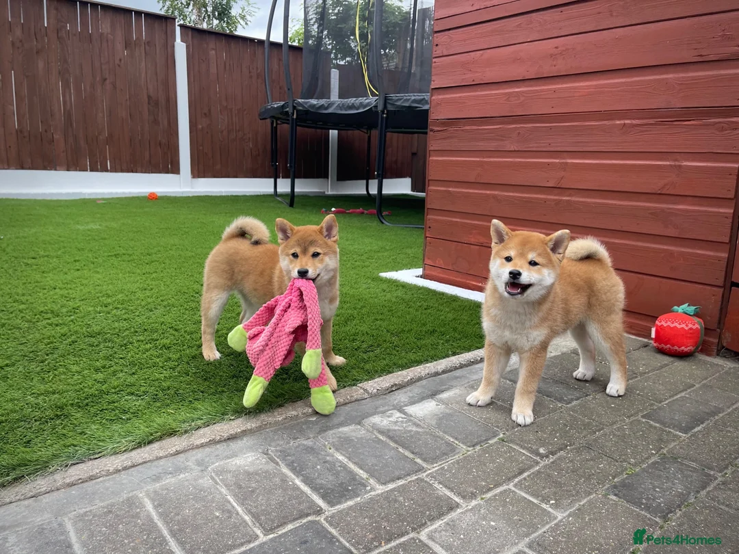 Japanese Shiba Inu dogs for sale: KC registered Japanese Shiba Inu puppies - Advert 1