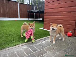Japanese Shiba Inu dogs KC registered Japanese Shiba Inu puppies - Advert 1