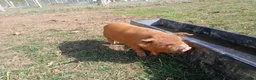 Pig livestock for sale: Kune kune piglets - Advert 5