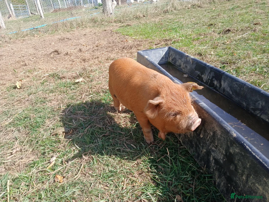 Pig livestock for sale: Kune kune piglets - Advert 5
