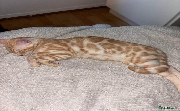 Bengal cats - Advert 14