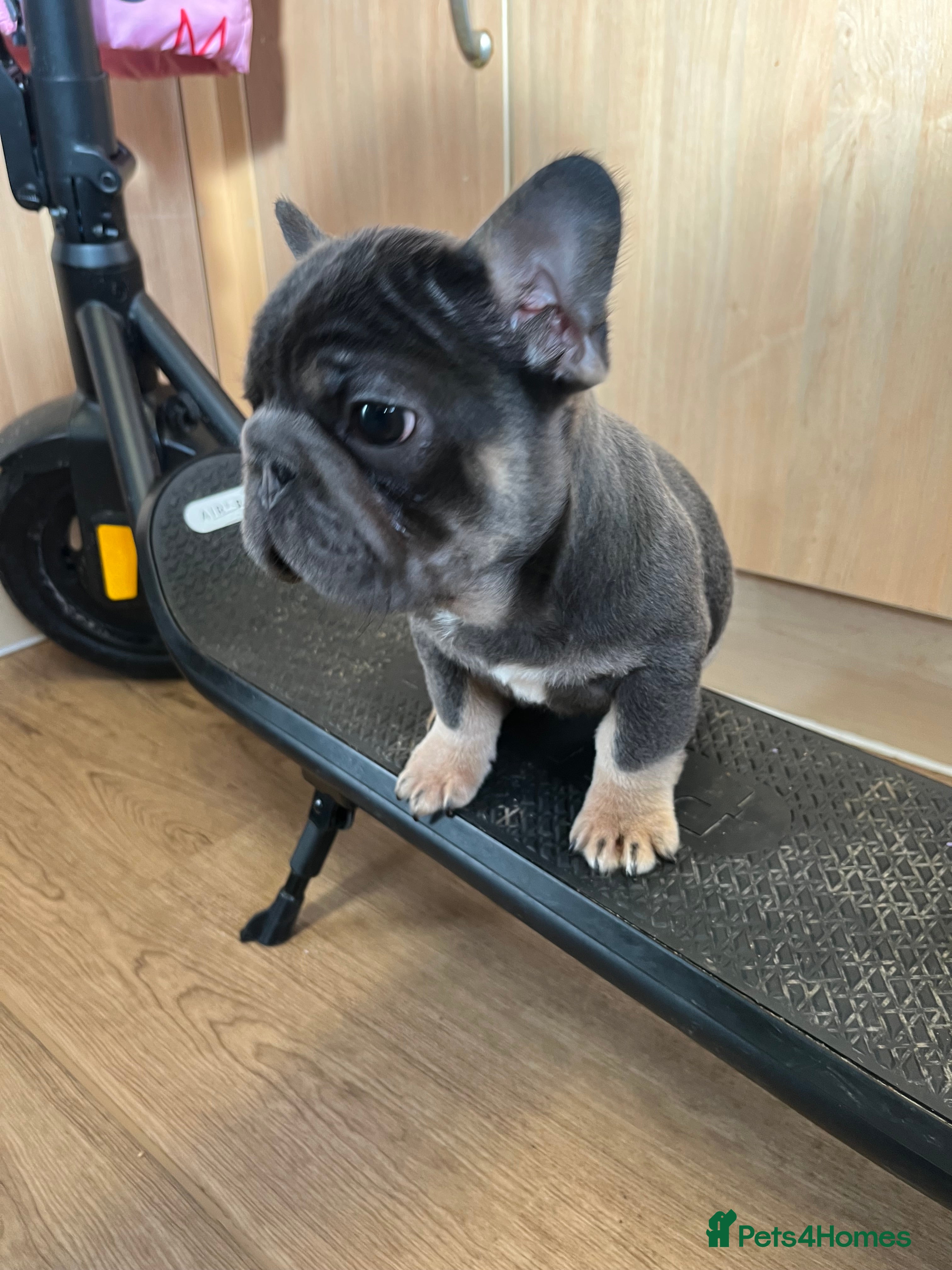 French Bulldog dogs French bulldog 2 males.One full pink,one blue tan - Advert 7