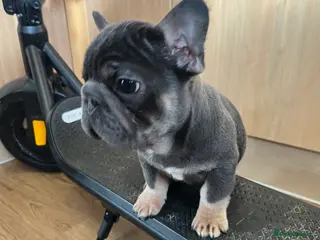 French Bulldog dogs French bulldog 2 males.One full pink,one blue tan - Advert 7