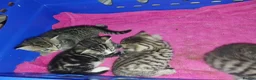 British Shorthair cats for sale: Tabby british shorthair kittens - Advert 26