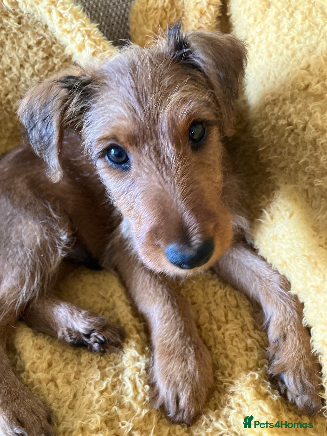 Irish Terrier dogs for sale: Irish Terrier puppy - Image 2
