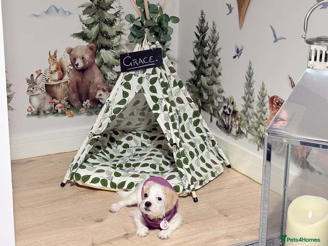 Chipoo dogs for sale: Chipoo female puppy,  - Advert 4