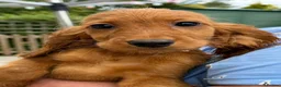 Cocker Spaniel dogs for sale: Gorgeous Golden Cockers - Advert 5