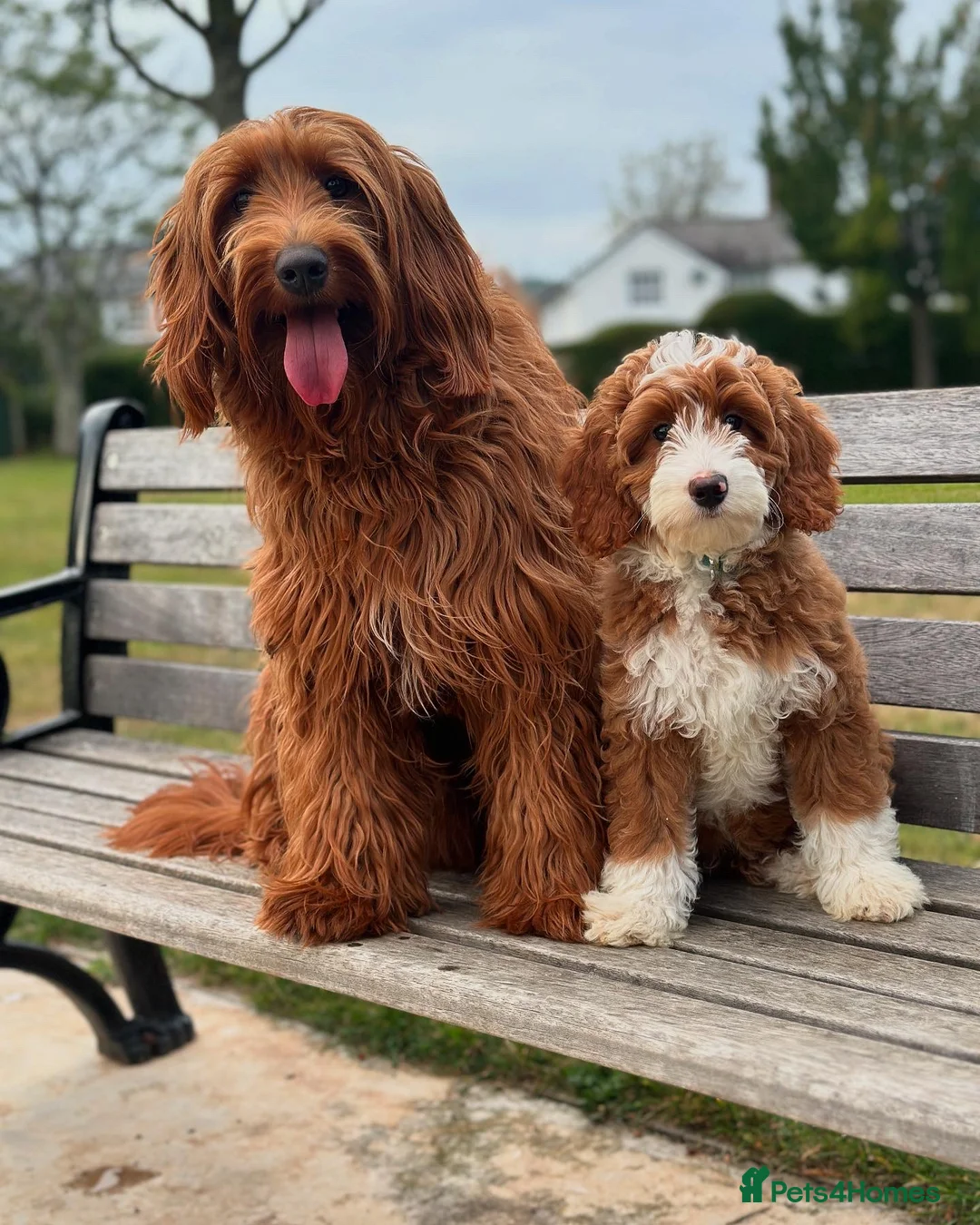 Australian Labradoodle dogs for sale: ✨ Superior Australian Labradoodles WALA✨  - Advert 1