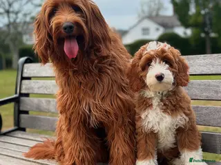 Australian Labradoodle dogs ✨ Superior Australian Labradoodles WALA✨ - Advert 1