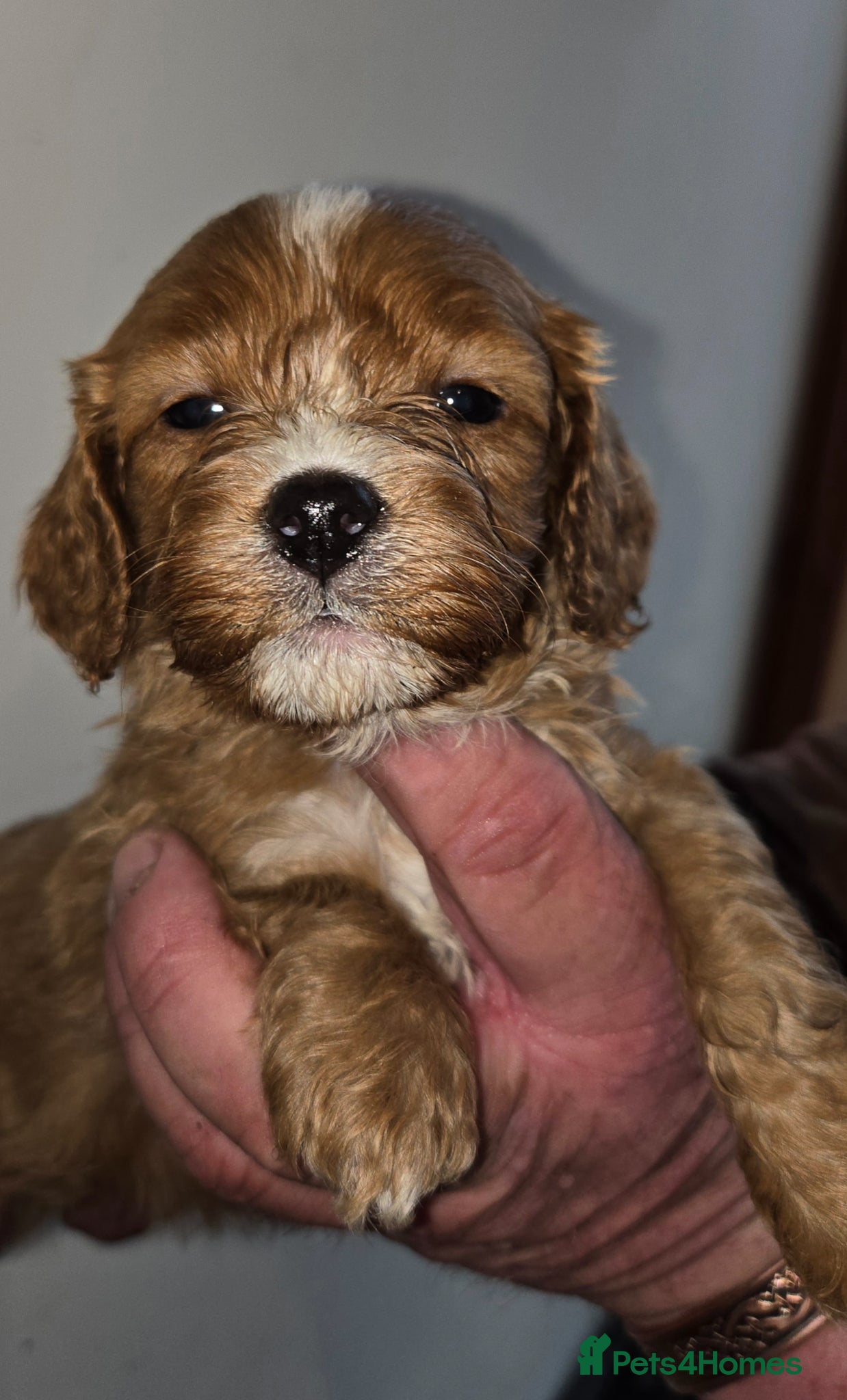 Cavapoo dogs *1 left* F1 fully health tested cavapoo puppies!  - Advert 11