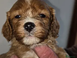 Cavapoo dogs *1 left* F1 fully health tested cavapoo puppies! - Advert 8