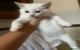 Domestic Shorthair cats for sale: Beautiful all white boy  - Image 4