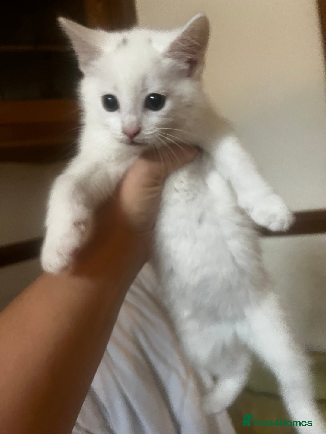 Domestic Shorthair cats for sale: Beautiful all white boy  - Image 4