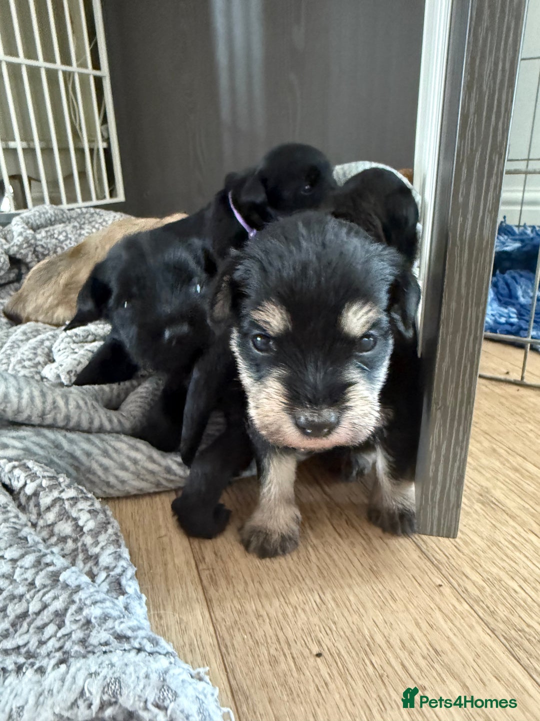 Miniature Schnauzer dogs for sale: Beautiful litter of Miniature Shnauzers  - Image 14