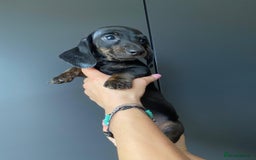 Dachshund dogs for sale: Miniature dachshund puppies - Image 2