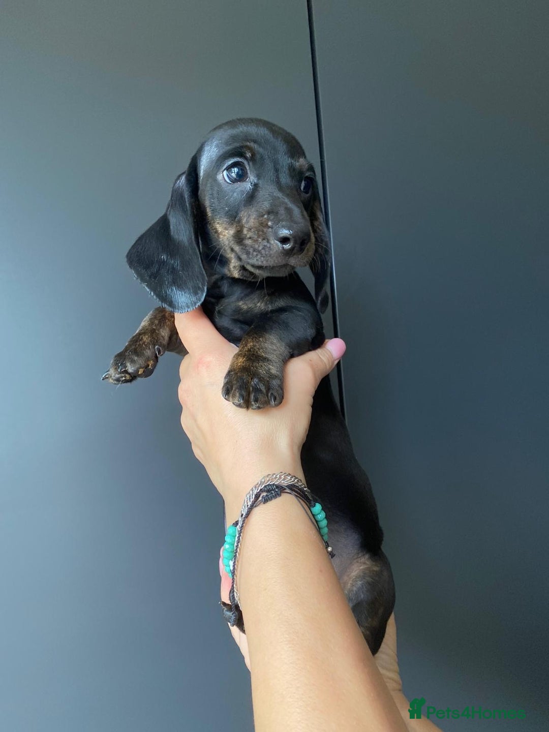 Dachshund dogs for sale: Miniature dachshund puppies - Image 2