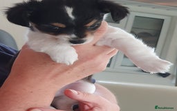 Chiweenie dogs for sale: Chihuahua pups - Image 3