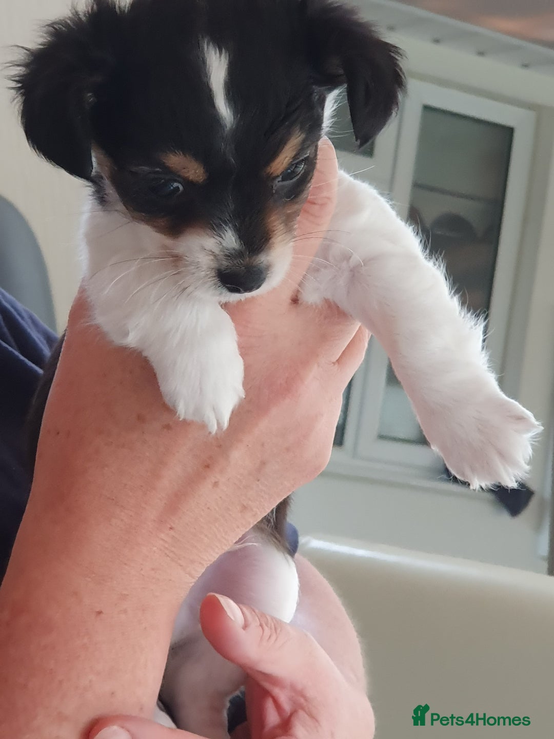 Chiweenie dogs for sale: Chihuahua pups - Image 3