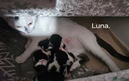 Mixed Breed cats for sale: Fluffy black and white. - Image 1