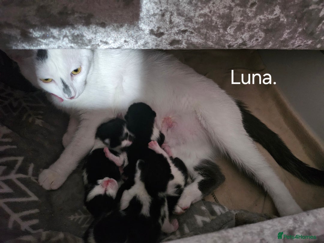 Mixed Breed cats for sale: Fluffy black and white. - Image 1