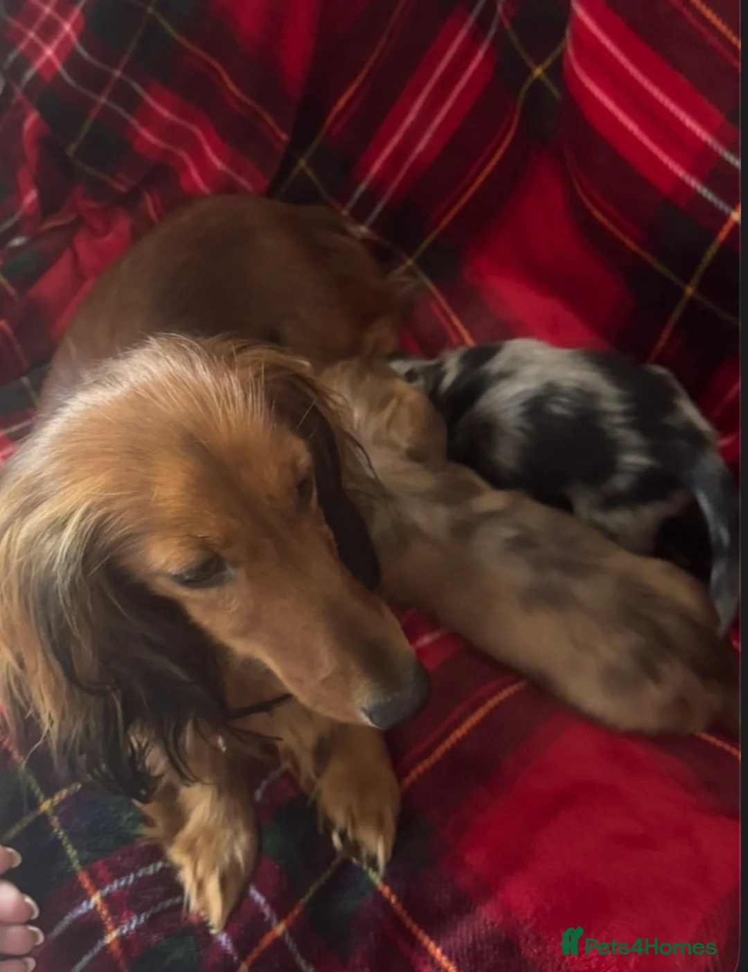 Dachshund dogs for sale: 8 weeks old dachshund puppies  - Advert 13