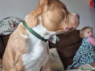 Mixed Breed dogs Mixed breed in Saxmundham - Advert 5