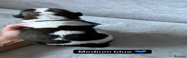 Middle blue boy 