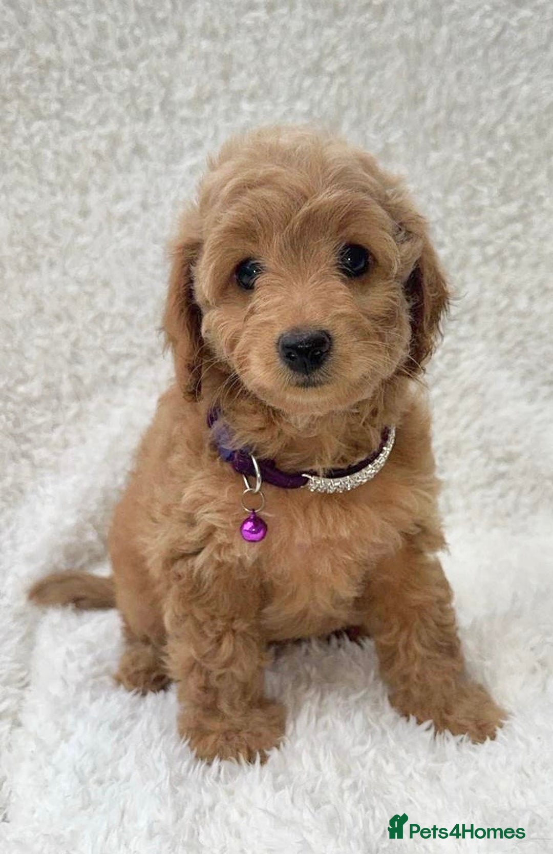 Cockapoo dogs for sale: Stunning cockapoo’s  - Image 16