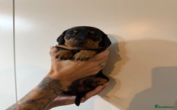 Miniature Dachshund dogs for sale: Two beautiful mini dash’s  - Image 8