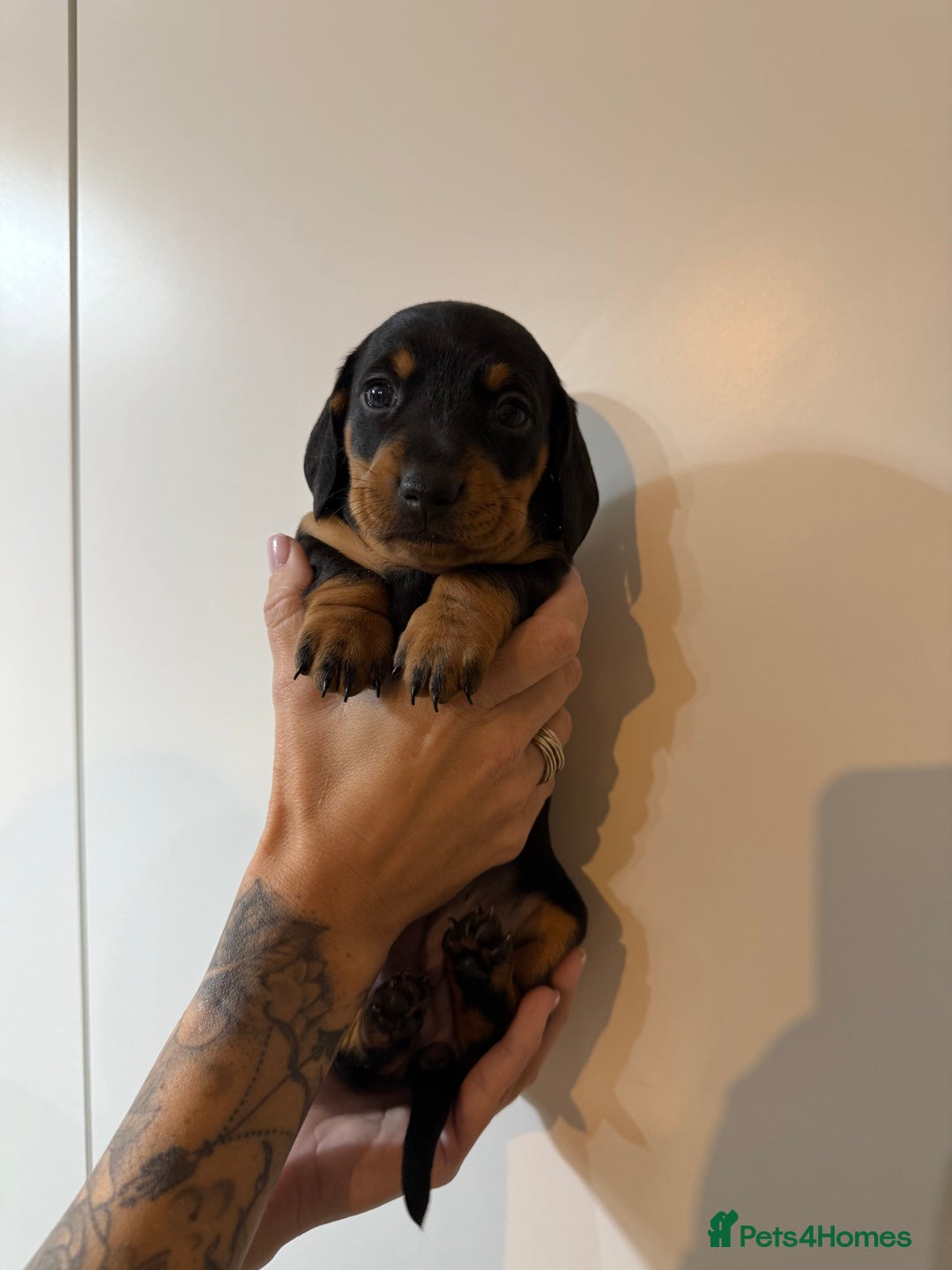 Miniature Dachshund dogs for sale: Two beautiful mini dash’s  - Image 8