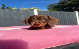 Miniature Dachshund dogs for sale: 4 smooth-hair miniature dachshunds🤎 - Image 9