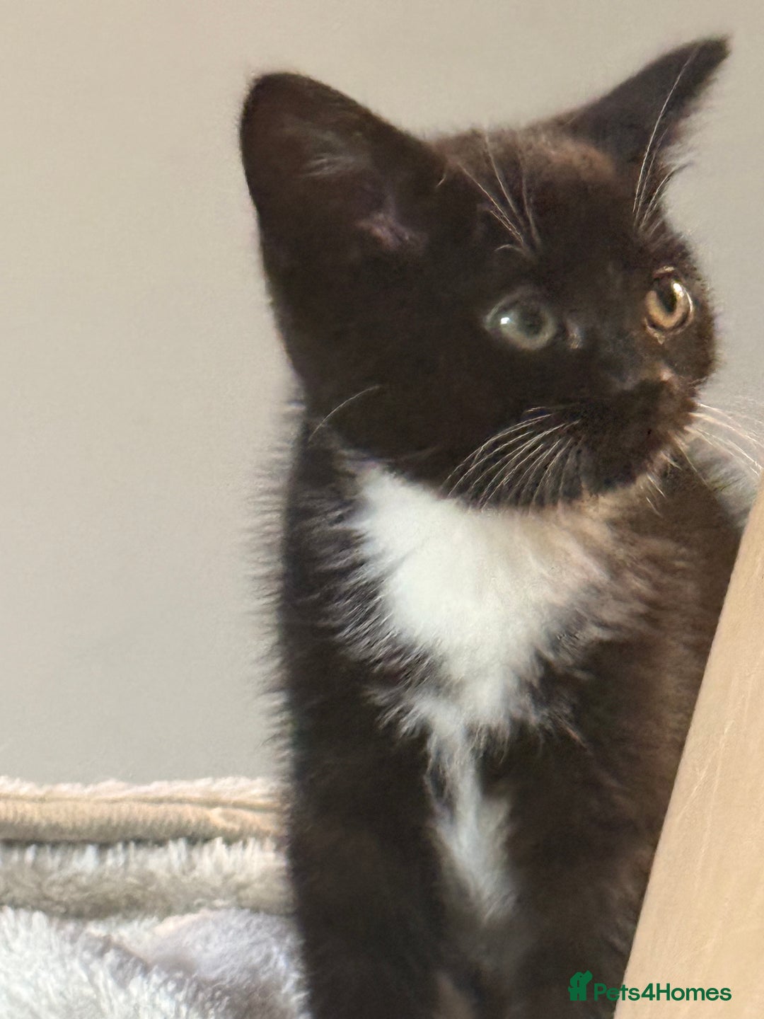 Domestic Shorthair cats for sale: Beautiful black and white tuxedo kittens for sale  - Image 3
