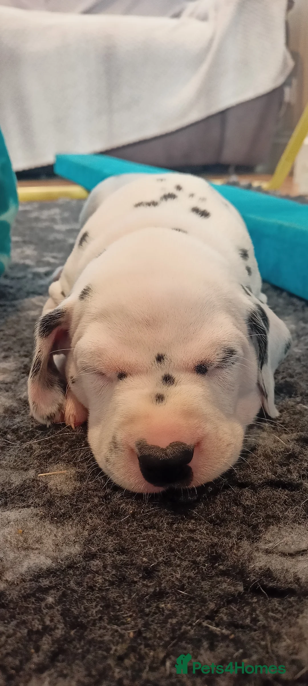 Dalmatian dogs for sale: Beautiful dalmatian puppies - Advert 10