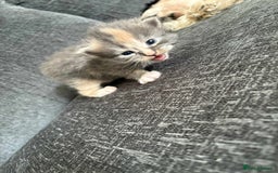 Maine Coon cats for sale: 3/4 maine coon kittens  - Image 20