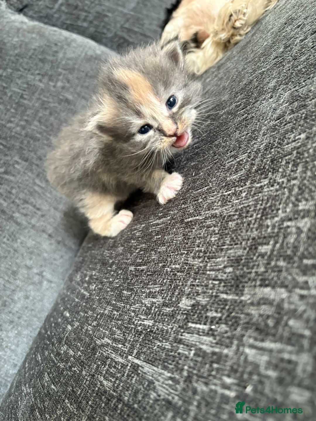 Maine Coon cats for sale: 3/4 maine coon kittens  - Image 20
