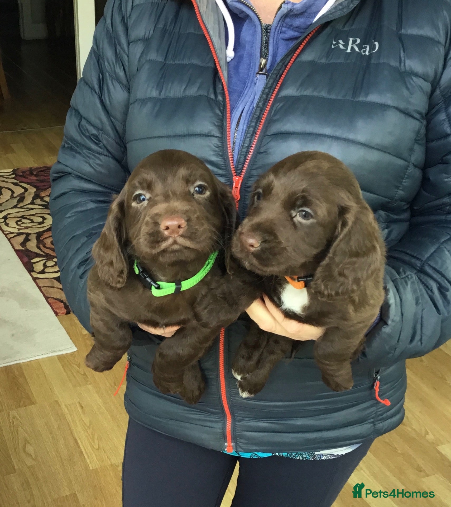 Cocker Spaniel dogs KC REG COCKER SPANIEL PUPPIES  - Advert 1