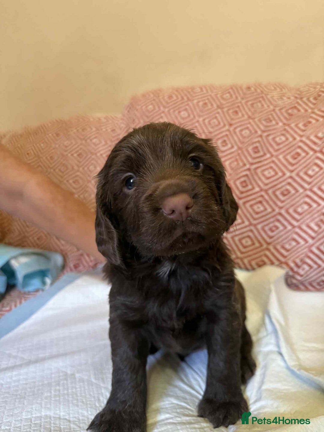 Sprocker dogs for sale: Beautiful sprocker boy - Image 2