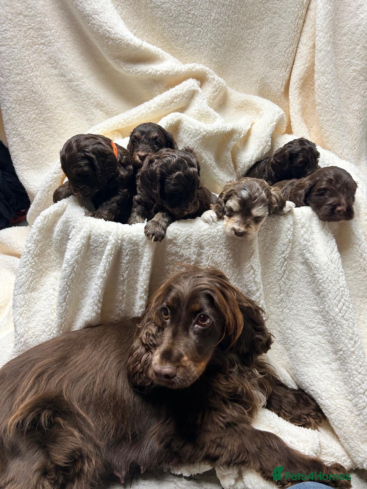 Cockapoo dogs Cockapoo puppies  - Advert 1